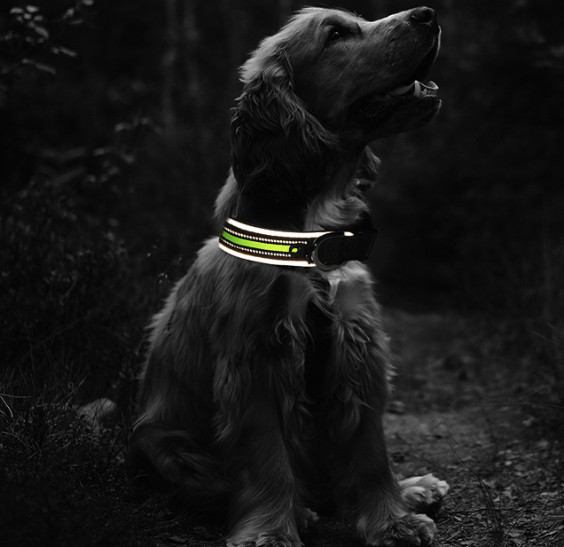 ComfortGlow Luminous Collar