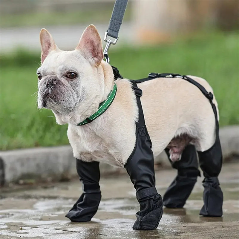 SoftPaw French Dog Shoes